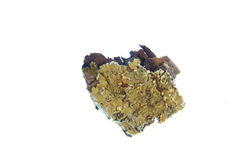 Rough Speckled Shield Lichen